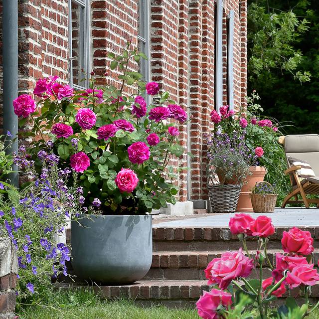 Décorosier Purple Voluptia - en pot - VERDIA - S. JARRY