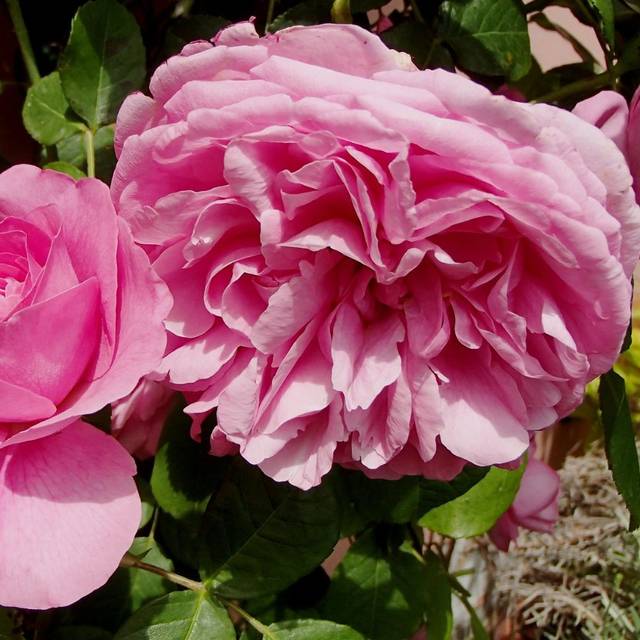 Rosier Gertrude Jekyll - bluefootedbooby / flickr