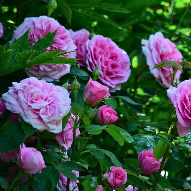 Rosier Gertrude Jekyll - Mark / flickr