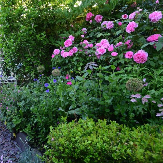 Rosier Gertrude Jekyll - Mark / flickr