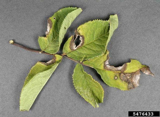 Dégâts du champignon Ascochyta (sur feuilles d'aulne)