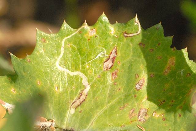 Chromatomyia horticola, mouche mineuse