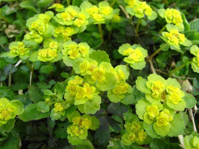 Chrysosplenium alternifolium, cresson doré
