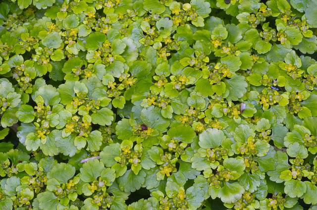 Chrysosplenium alternifolium, cresson doré, dorine