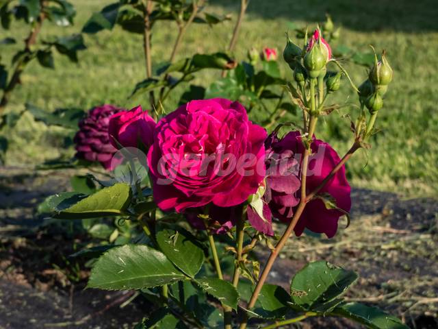 Rosier 'Purple Eden'