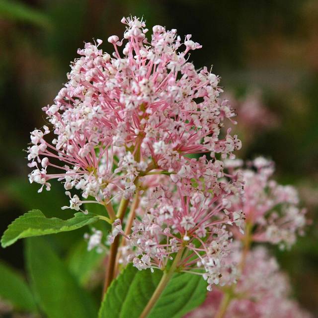 Ceanothus 'Marie Simon' (Wouter Hagens / Wikimedia)