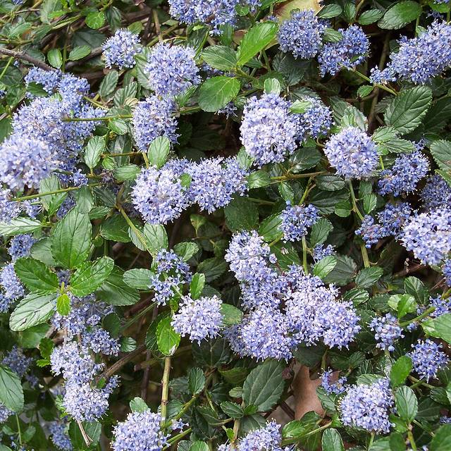 Ceanothus thyrsiflorus 'Repens' (A. Barra / Wikimedia)