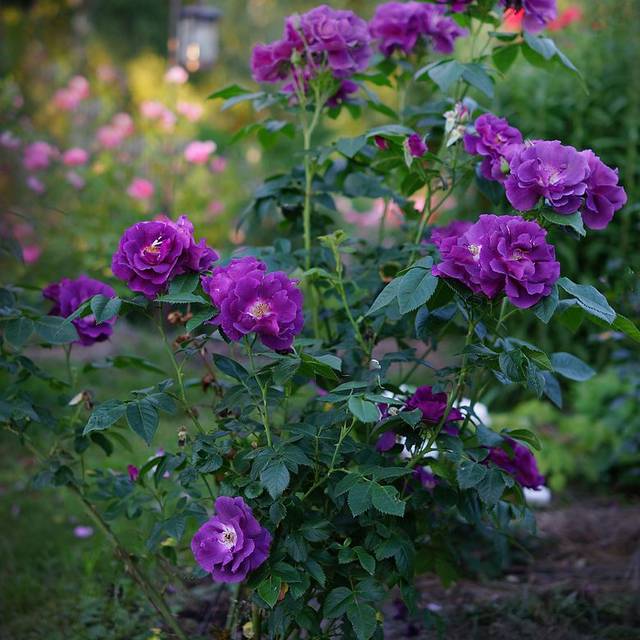 Rosa Rhapsody Rosier Rhapsody in Blue - Dmitriy Konstantinov / Wikimedia