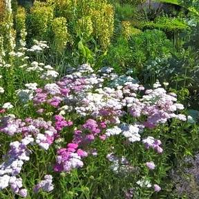 Lisianthus, Eustome à grandes fleurs, Eustome de Russel, Gentiane des  prairies, Eustoma grandiflorum : planter, cultiver, multiplier