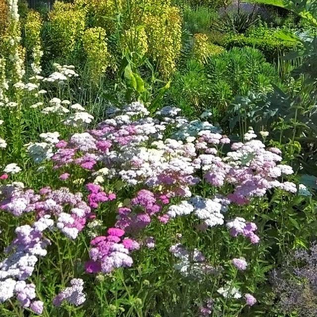Achillea millefolium 'Summer Pastels' (Old Itch)