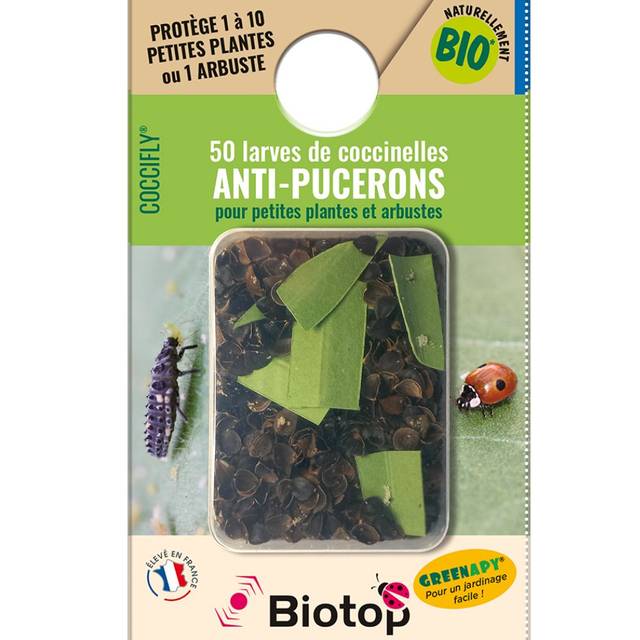 Coccifly coccinelles anti-pucerons BIOTOP - 50 larves - présentation n°2