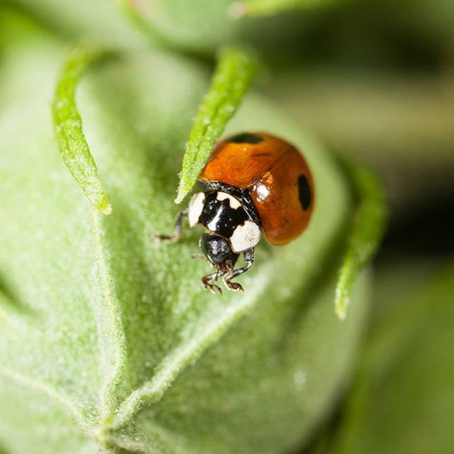 Adalia bipunctata - Coccinelle à deux points - adulte (BiolineAgrosciences)