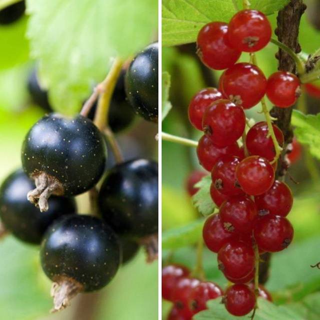 Collection Petits Fruits : groseilles et cassis