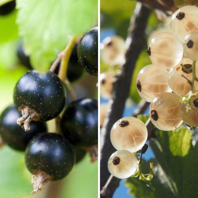 Collection Petits Fruits : groseilles blanches et cassis
