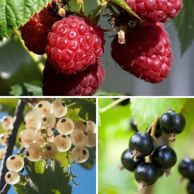 Collection Petits Fruits : framboises, groseilles et cassis