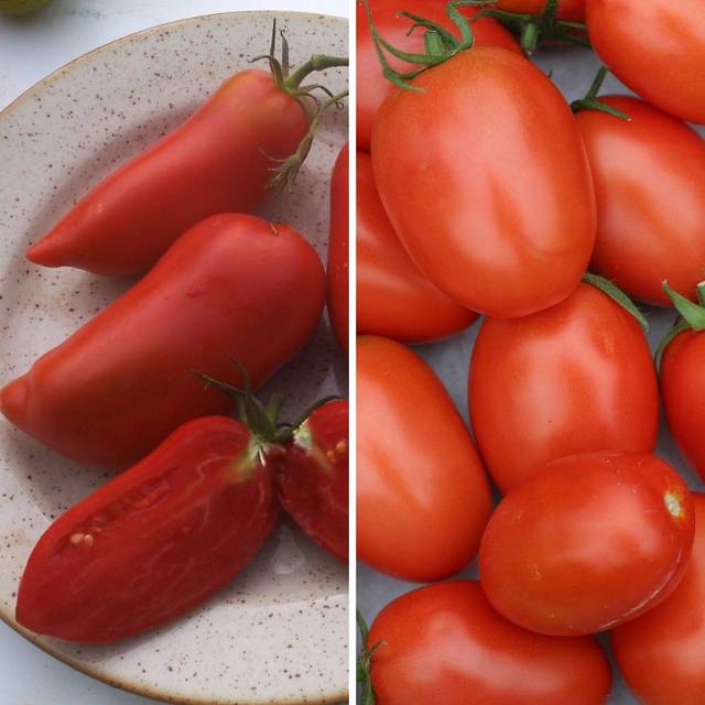 Kit de tomates italiennes : San Marzano et Rio Grande