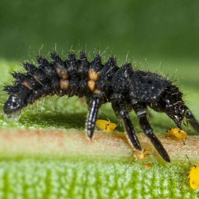  Adalia bipunctata - Larve de Coccinelle (BiolineAgrosciences)