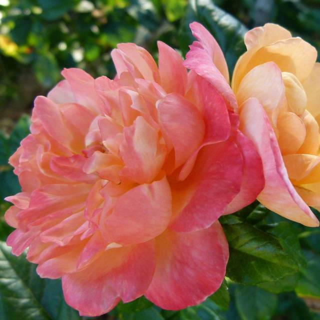 Rosier King Arthur (Dinkum / wikimedia)