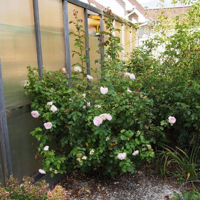 Rosier Olivia Rose Austin - F. D. Richards / Flickr