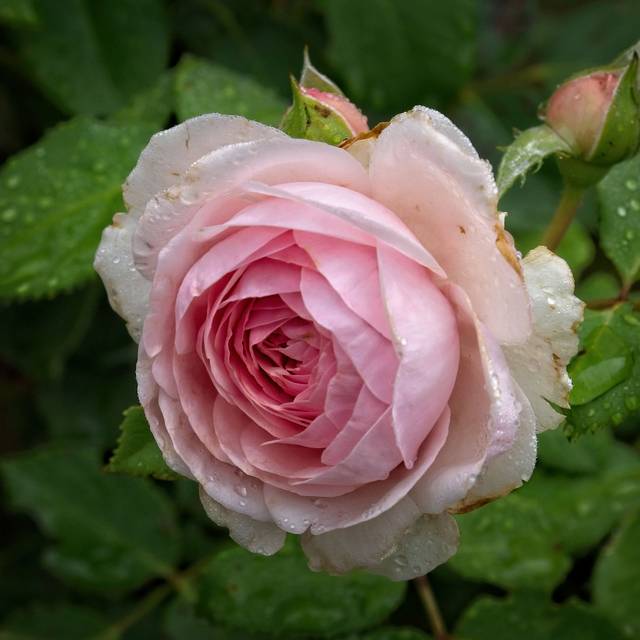 Rosier Olivia Rose Austin - F. D. Richards / Flickr