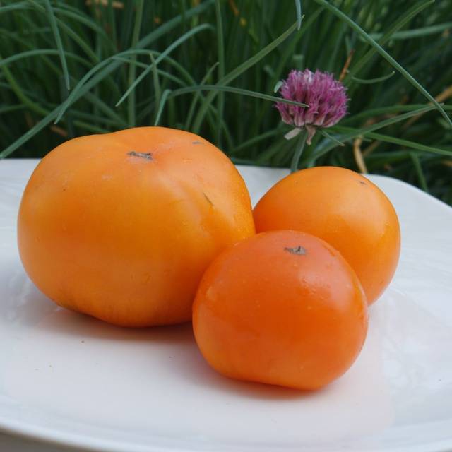 Tomate orange 'Persimmon'