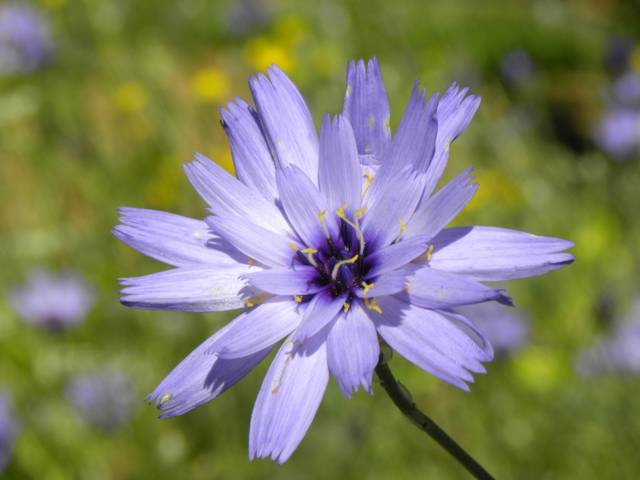 Fleur de Catananche caerulea (cupidone)