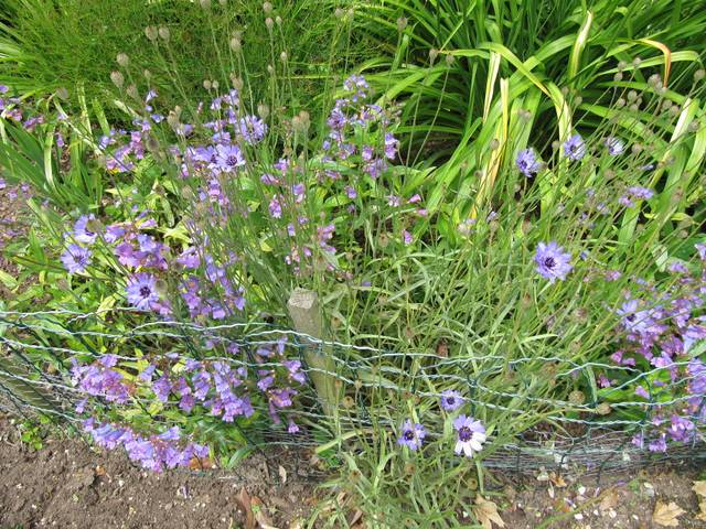 Cupidone (Catanache caerulea) et Penstemons