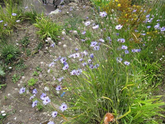 Catananche caerulea dans son milieu naturel