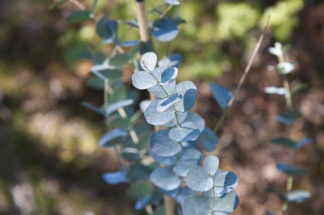 Eucalyptus gunnii : jeunes feuilles