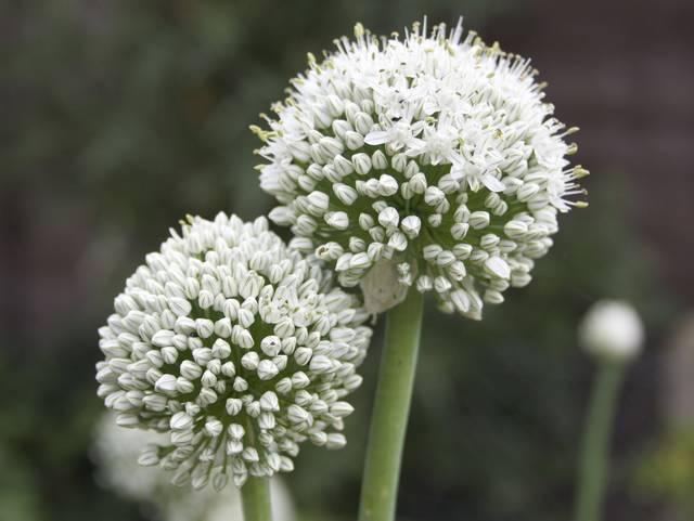 Fleurs d'échalote