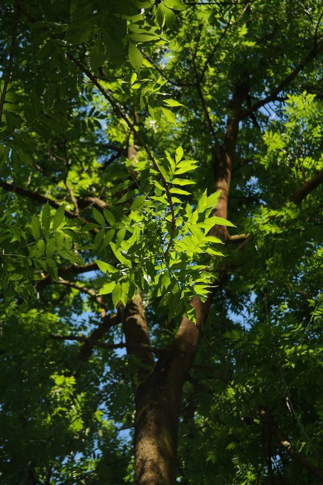 Frêne commun (Fraxinus excelsior)