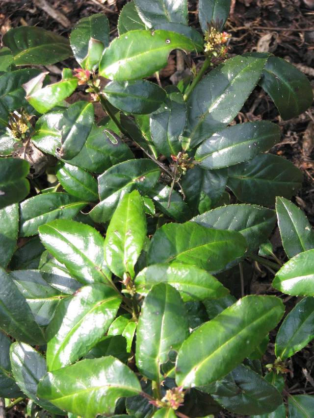 Helwingia chinensis, helwingie de Chine