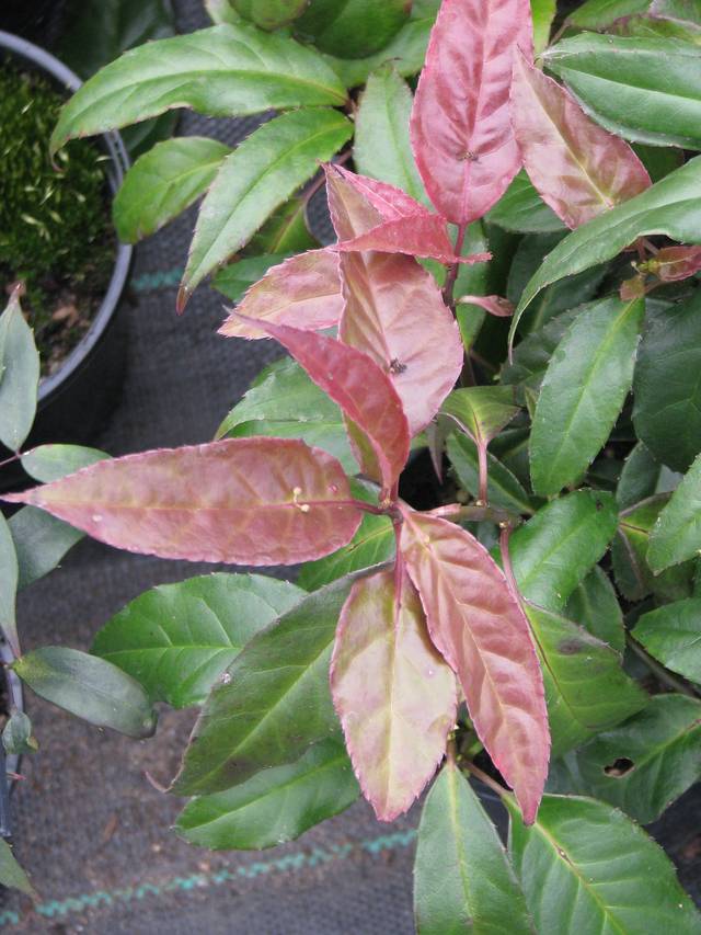 Helwingia chinensis : feuillage