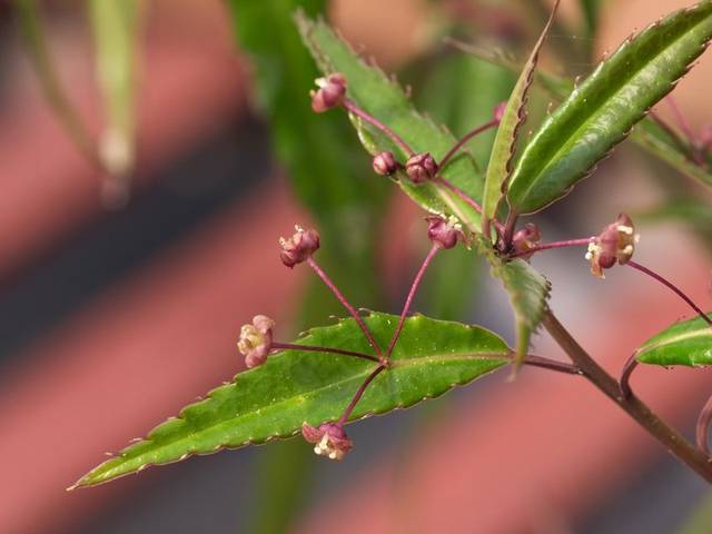 Helwingia chinensis : fleurs