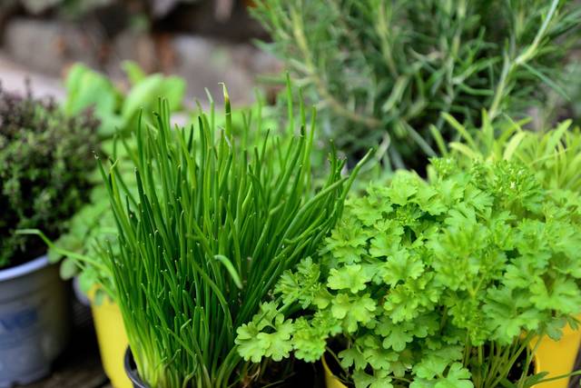 9 associations de plantes aromatiques à planter ensemble ! - Wepot