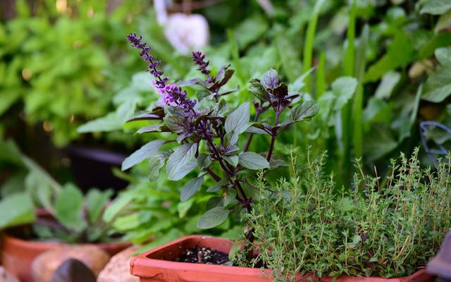 Green Thumbz Jardinière Herbes Aromatiques avec Poignée en Cuir