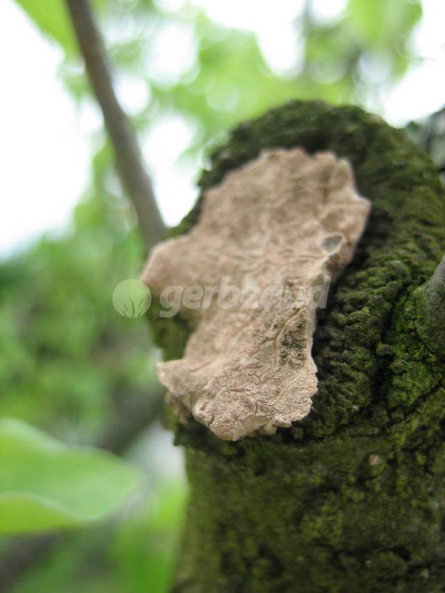 Plaie cicatrisée au mastic