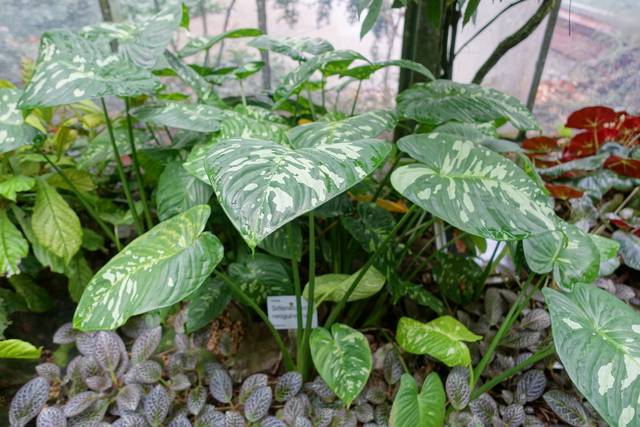 Schismatoglottis calyptrata (Schismatoglottis neoguineensis)