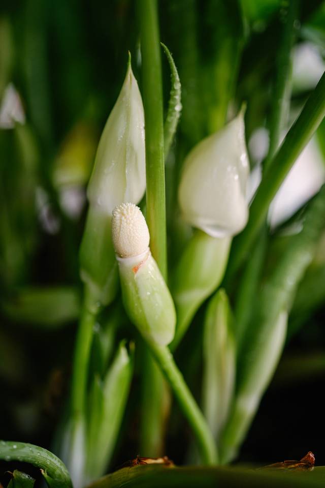 Schismatoglottis wallichii : floraison