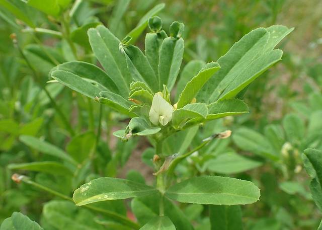 Trigonella foenum-graecum, fenugrec (plante)