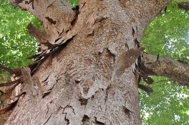 Zelkova serrata : écorce