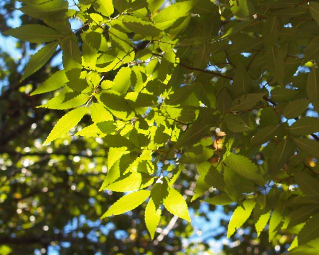 Zelkova serrata : feuillage