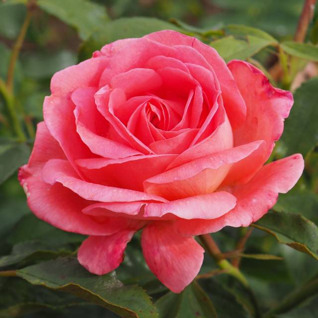 Rosier Bijou Corail® (Pépinières Georges Delbard)