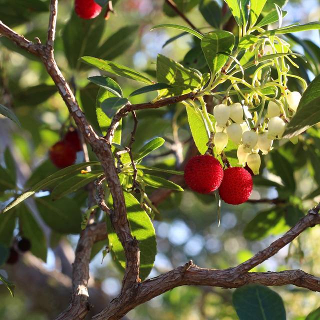 Arbousier - Arbutus unedo - Fleurs et Fruits (sara150578 / Pixabay)