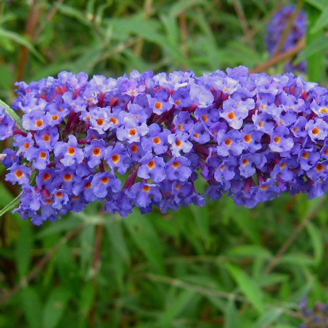 Buddleja davidii 'Nanho Blue' - fleur (Ptelea / Wikimedia)