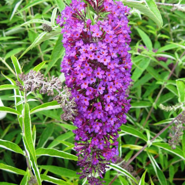 Buddleja davidii 'Nanho Purple' - fleurs (Ptelea / Wikimedia)
