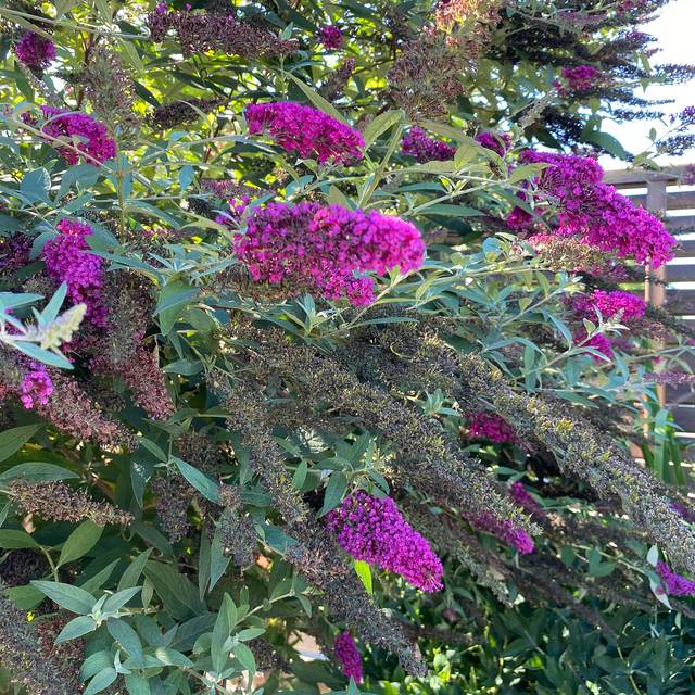 Buddleja davidii 'Nanho Purple' (Tauralbus / flickr.com)