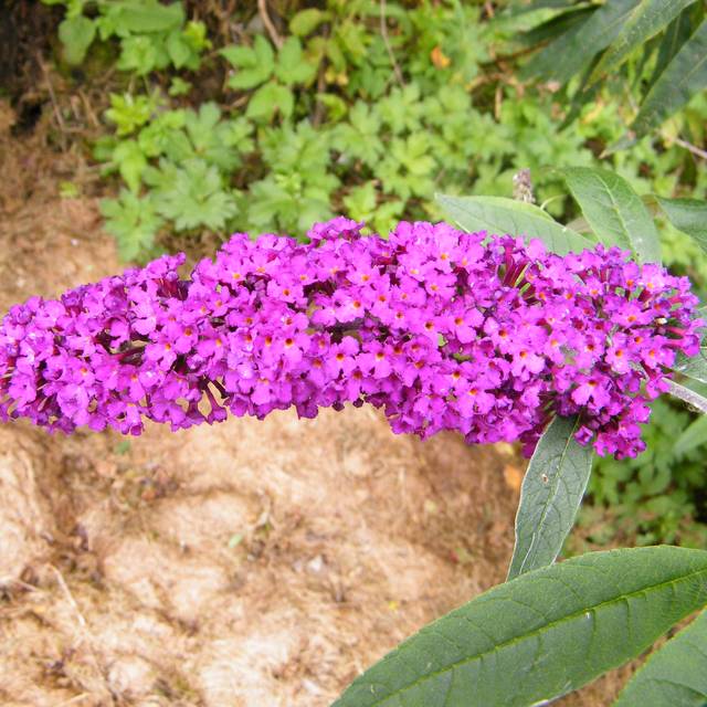 Arbre aux papillons Royal Red (Buddleja davidii) (Scamperdale / flickr.com)