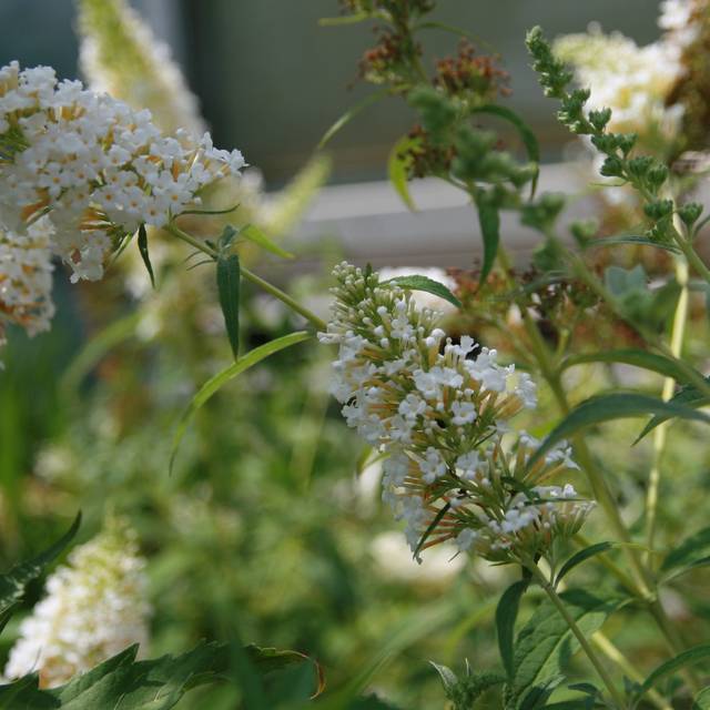 Arbre aux papillons 'White Profusion' (Buddleja davidii) (David J. Stang / wikimedia)