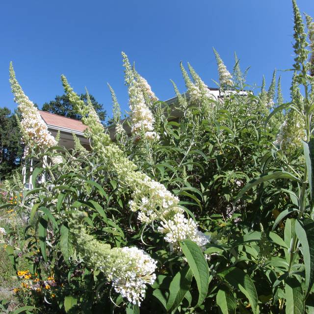 Arbre aux papillons 'White Profusion' (Buddleja davidii) (John Brandauer / flickr.com)